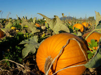 Pumpkin Cucurbita pepo Samen zum Pflanzen in Gemüse Patch and Large Garden