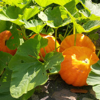 Bonsai Pumpkin Samen zum Pflanzen Cucurbita Pepo miniature garden container patch