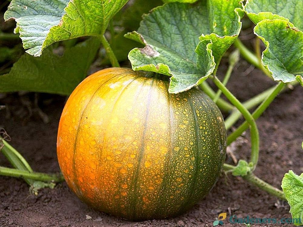 Pumpkin pflanzen thriving in gemüse patch