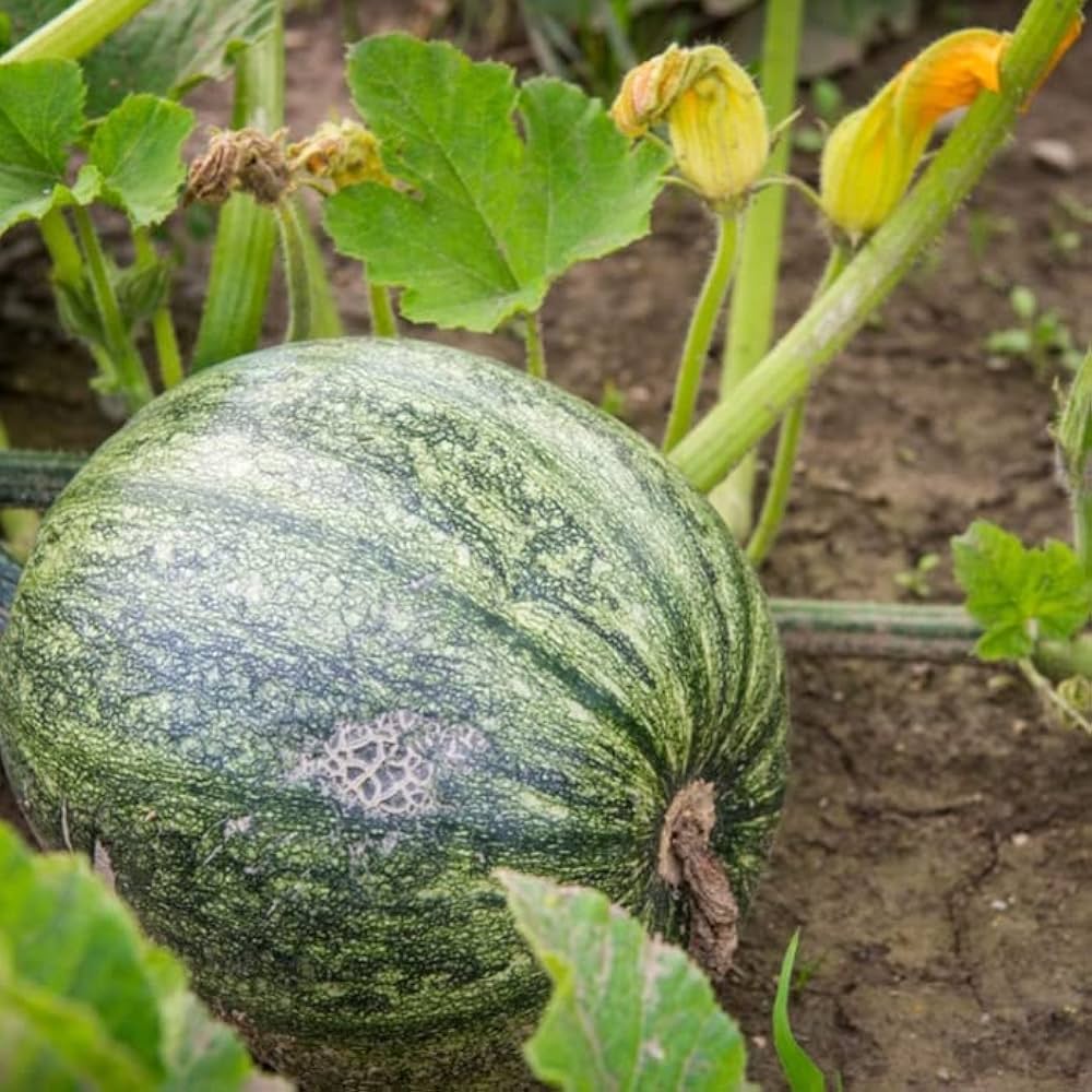 Pumpkin cucurbita pepo samen für aussaat