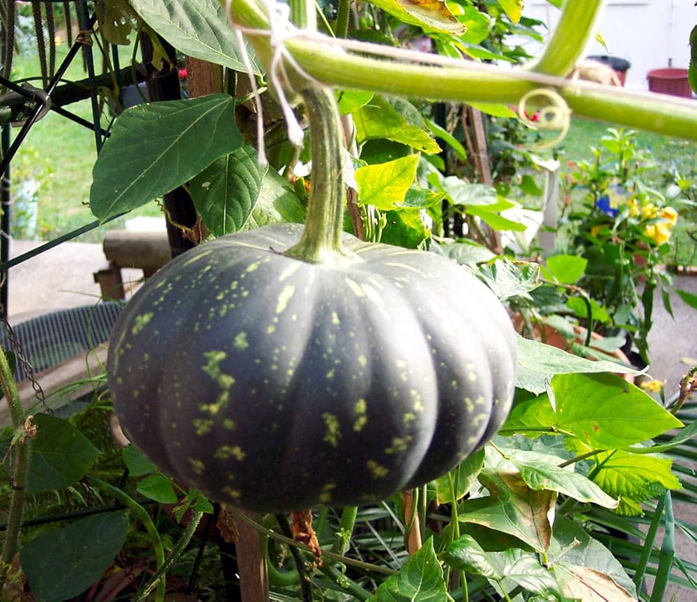 Schwarze pumpkin vine developing in warm season