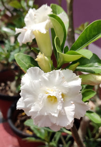 Pure weiß adenium samen for anpflanzung