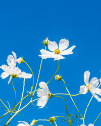 Pure weiß narcissus blooms from high-quality samen

