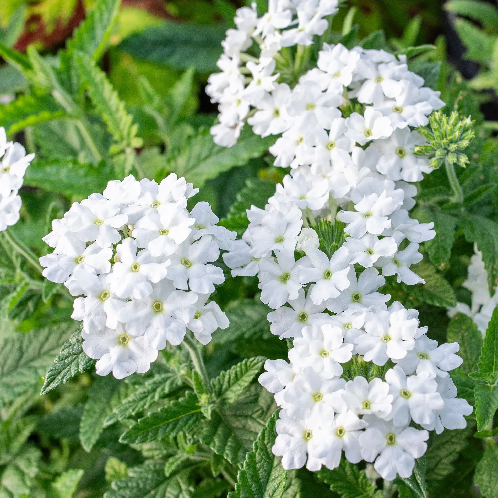 Pure weiß verbena samen for anpflanzung - brighten your space