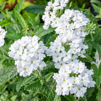 Pure weiß verbena samen for anpflanzung - brighten your space