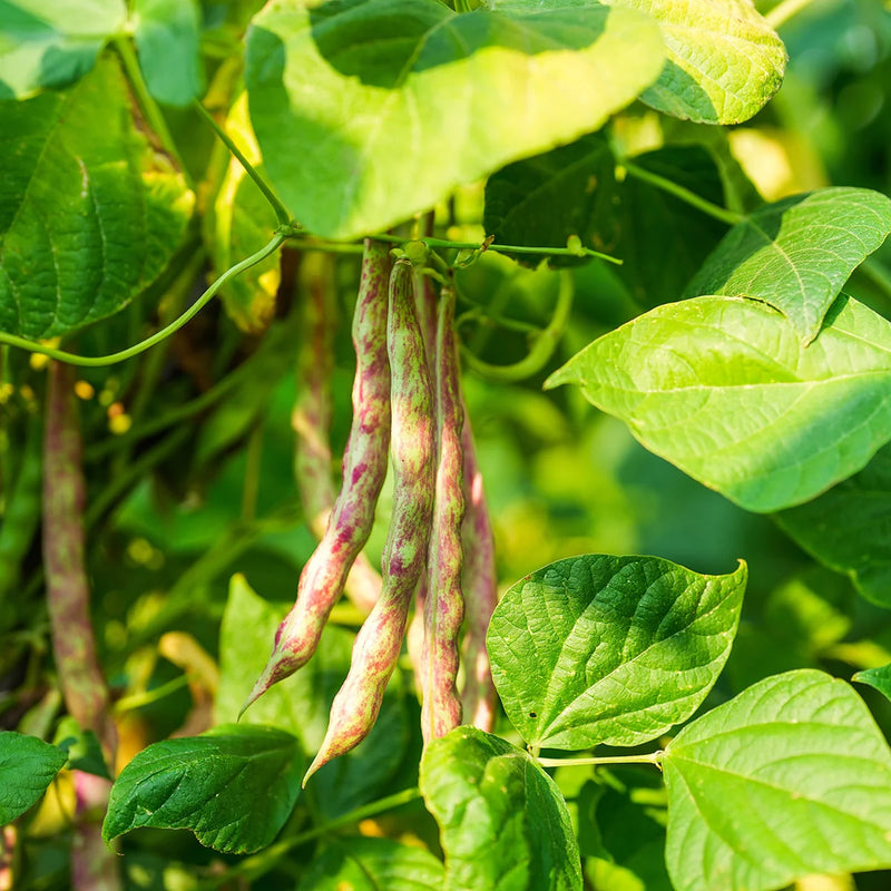 Semillas mixtas de frijol pinto para plantar en el jardín