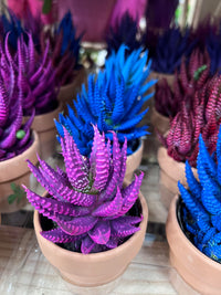Purple Aloe Cameron Samen Germinating in Well-Drained Soil