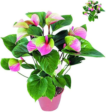 Lila anthurium blume samen for anpflanzung