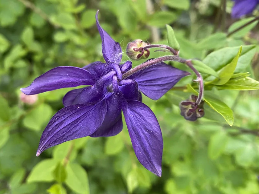 Akelei Blumensamen zur Aussaat – Wildblume Mischung – Traditionssorte & ohne Gentechnik Samen Hausgarten