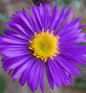 Lila aster blume samen for anpflanzung