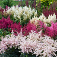 Lila astilbe blumen in garten borders