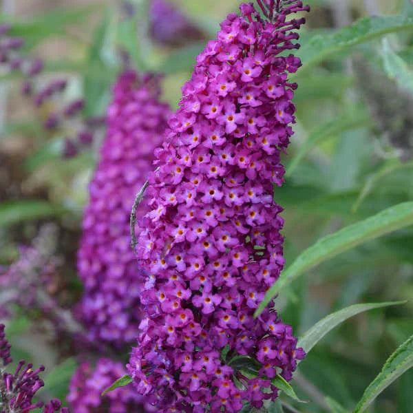Lila astilbe blume samen for anpflanzung