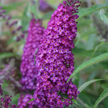 Lila astilbe blume samen for anpflanzung