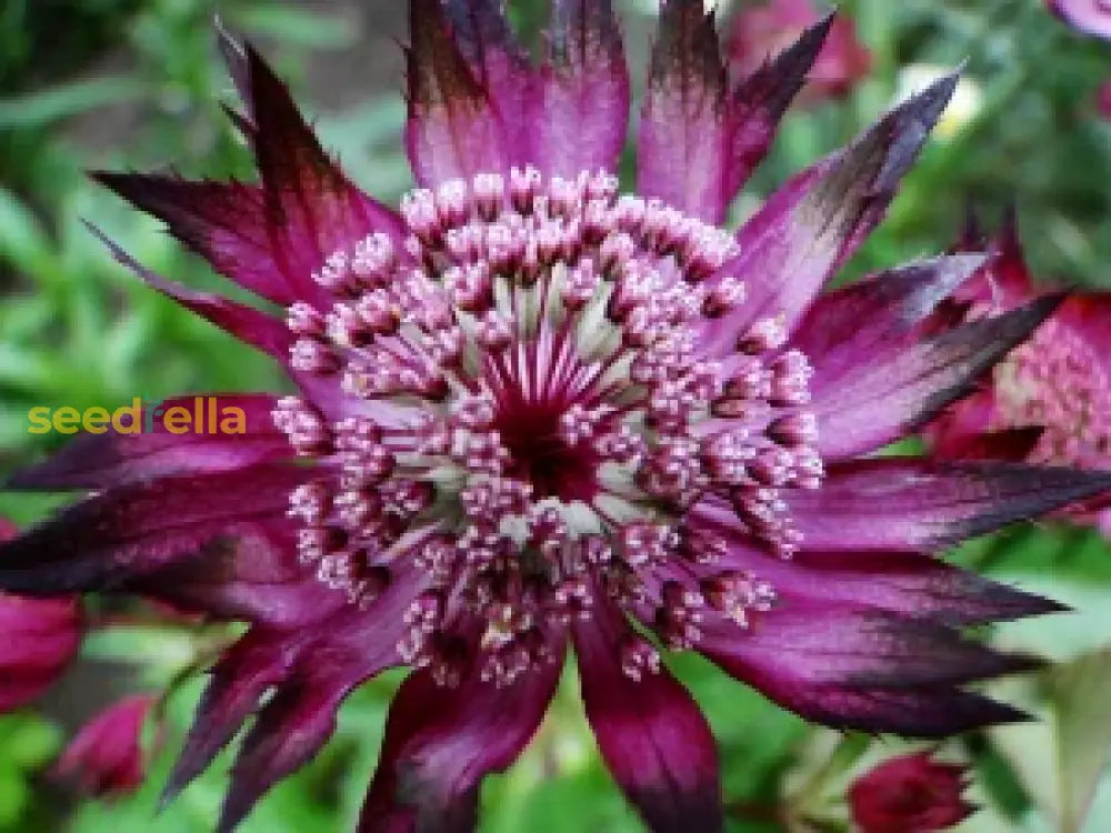 Easy to grow lila astrantia samen for containers and gardens

