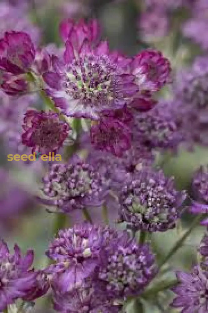 Lila astrantia samen for vibrant garten blooms
