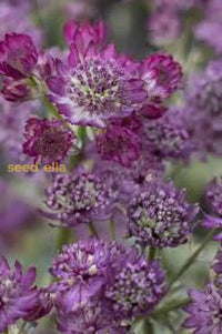 Lila astrantia samen for vibrant garten blooms
