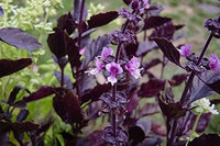 Purple Basil deep foliage grown from Samen