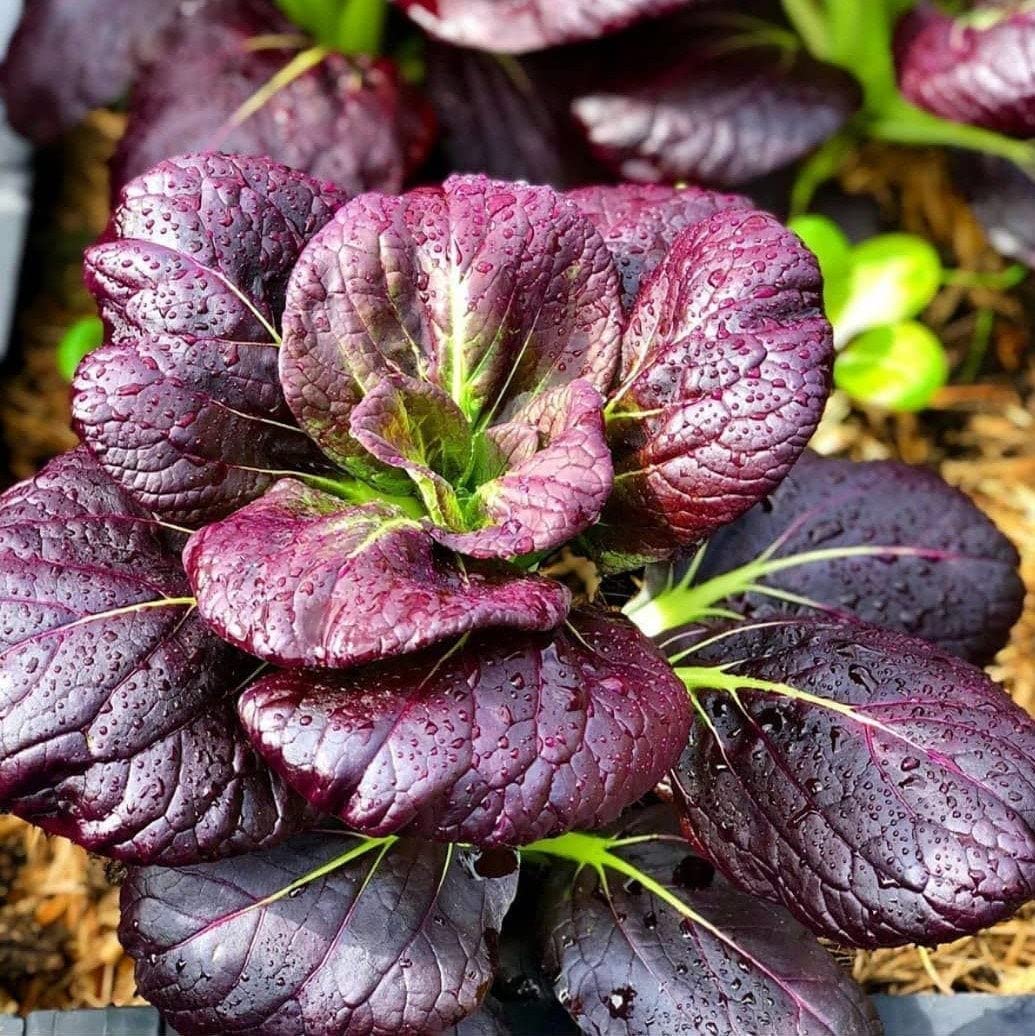 Lila bok choy pflanzen gezogen aus samen