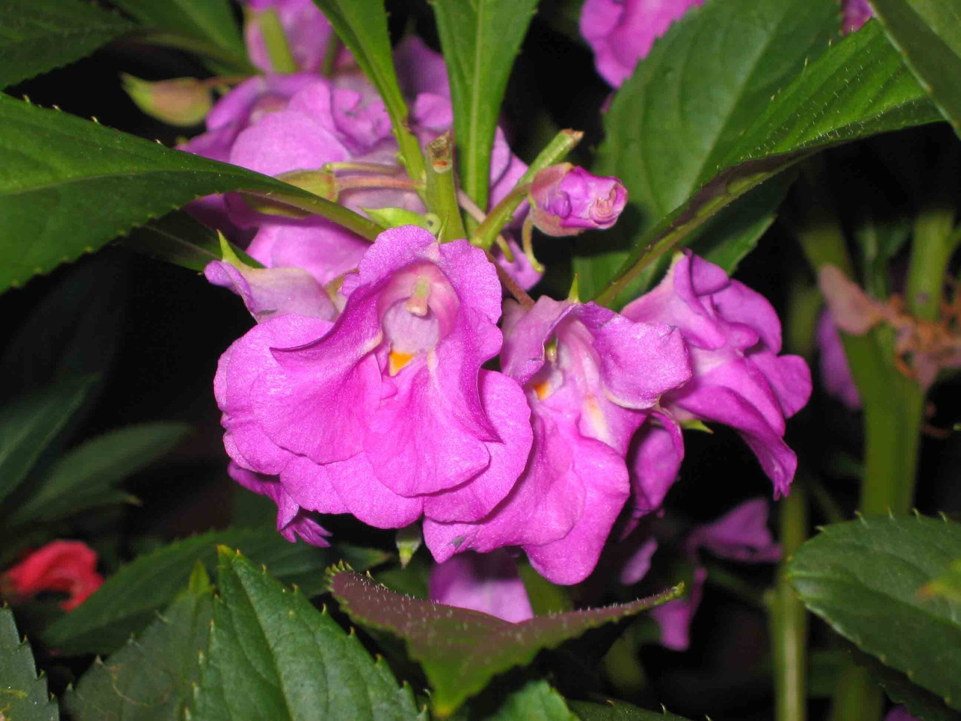 Close-up of lila camellia blume petals
