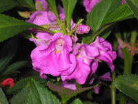 Close-up of lila camellia blume petals