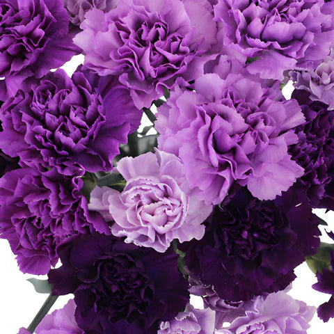 Lila carnation blume samen for anpflanzung