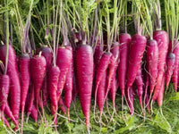 Lush grüne foliage of wachsend lila carrot pflanzen
