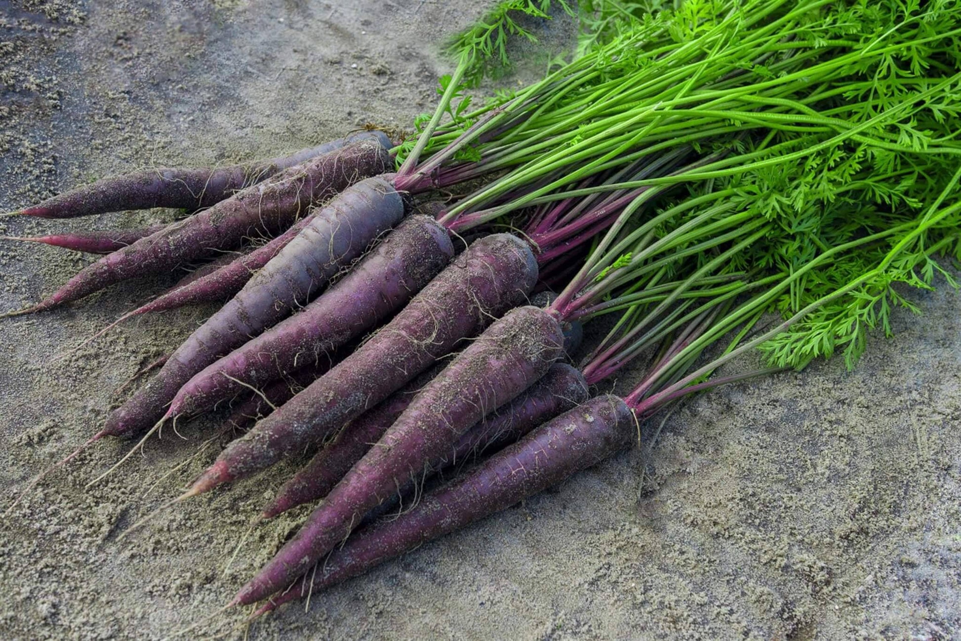 Lila carrot pflanzen thriving in a raised garten bed