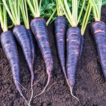Fresh lila carrots harvested aus the garten