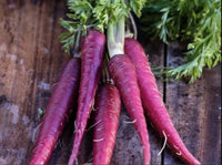 Lila carrot pflanzen wachsend in straight garten rows