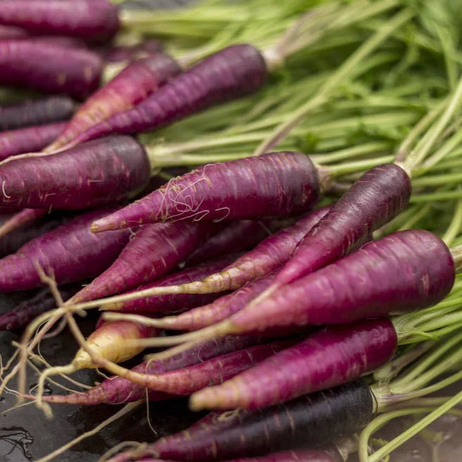 Non-gmo lila carrot samen für aussaat
