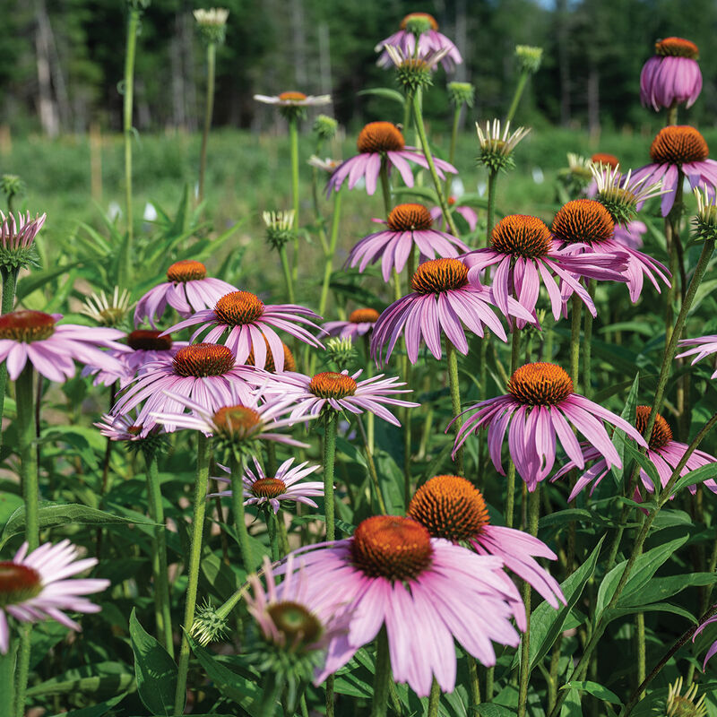 Purple Coneflower Samen Germinating in Garten Soil
