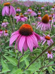 Purple Coneflower grown from Samen in meadow native Garten