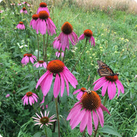 Purple Coneflower Samen Echinacea purpurea native perennial