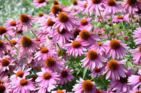 Echinacea Purpurea Purple Coneflower gentechnikfrei Heirloom Samen