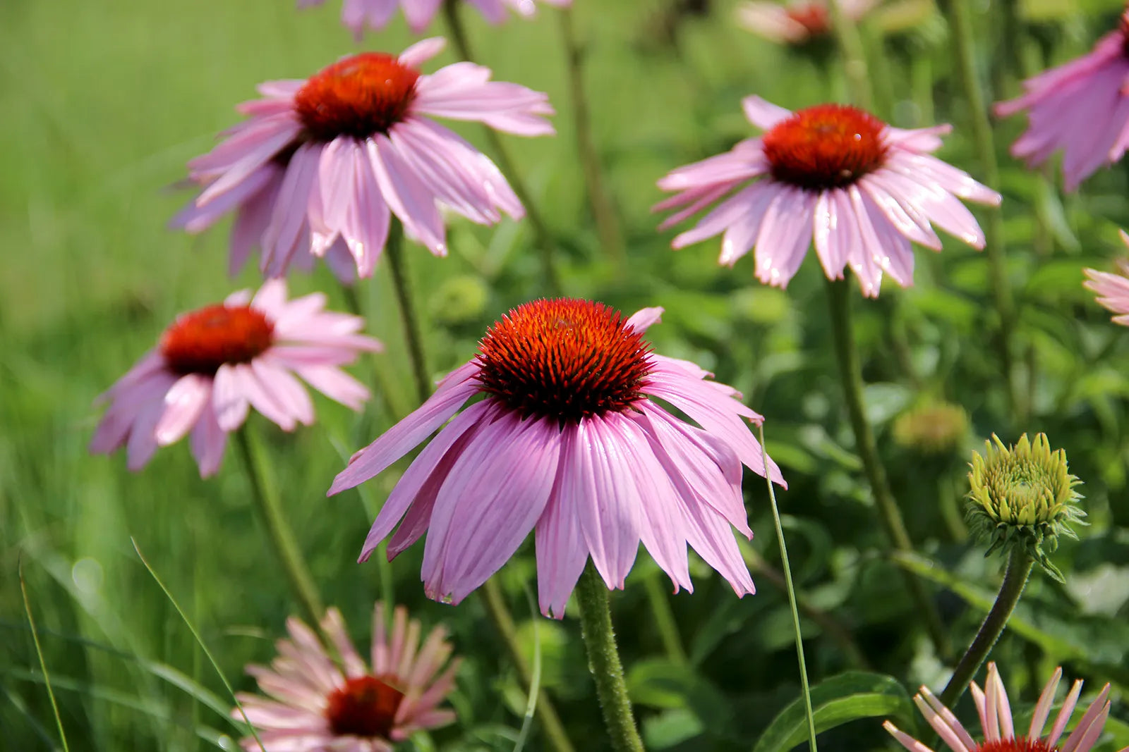 Rosa ConeFlower Samen zur Aussaat – Anzucht – Traditionssorte & ohne Gentechnik Samen Hausgarten