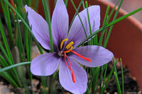 Lila crocus sativus blooms – non-gmo blume samen