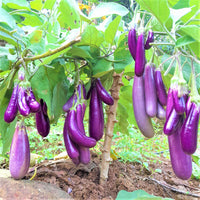 Lila eggplant pflanzen wachsend in a home garten
