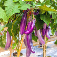 Lila eggplant samen für aussaat