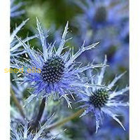 Lila eryngium alpinum superbum samen for anpflanzung - perennial blume garten elegance