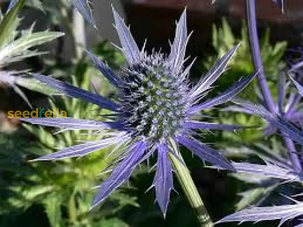 Lila eryngium alpinum superbum samen for anpflanzung - perennial blume garten elegance