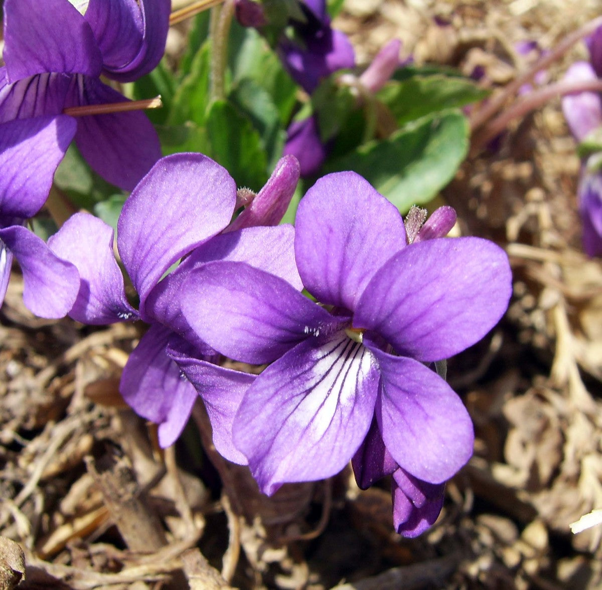 Mauve Blumensamen zur Aussaat ideal Rabatten Traditionssorte & ohne Gentechnik Samen Hausgarten