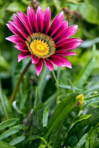 Violett Rigens Blumensamen zur Aussaat – Wildblume Mischung – Traditionssorte & ohne Gentechnik Samen Hausgarten