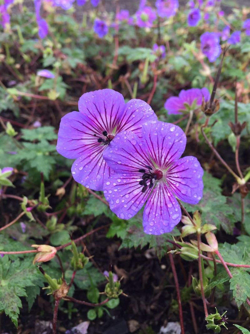 Lila geranium samen for anpflanzung