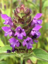 Purple Heal All Kraut in Garten bed