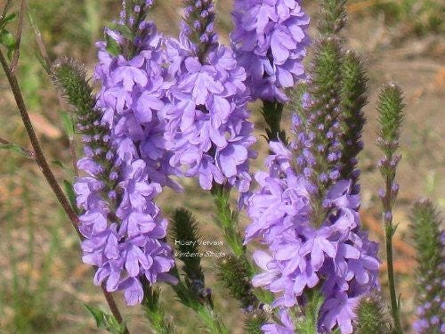 Purple Hoary Vervain Pflanze with upright purple Blume spikes