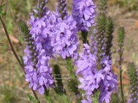 Purple Hoary Vervain Pflanze with upright purple Blume spikes