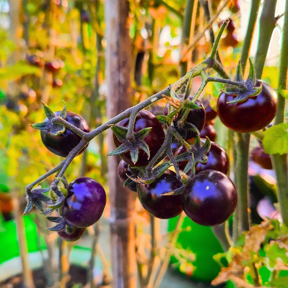 Tomato pflanze samen with deep lila color variety