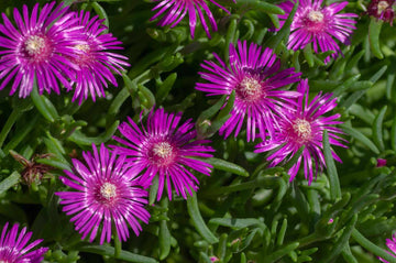 Fuschia Ice Blumensamen zur Aussaat robust Sorte Traditionssorte & ohne Gentechnik Samen Hausgarten