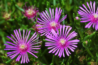 Lila Delosperma Blumensamen zur Aussaat – leuchtend Blüten – Traditionssorte & ohne Gentechnik Samen Hausgarten
