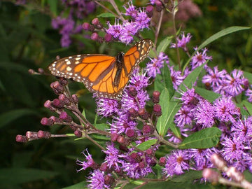 Purple Ironweed Samen Vernonia fasciculata